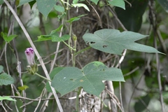 Ipomoea villifera