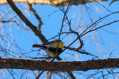 Parus major