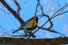 Parus major