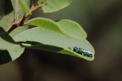 Pleurochrysis