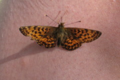 Boloria titania