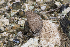 Leptotes pirithous