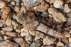 Sphingonotus rubescens