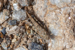 Sphingonotus rubescens