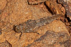 Sphingonotus rubescens