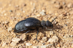 Meloe tuccius