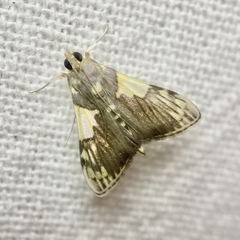 Rehimena cissophora