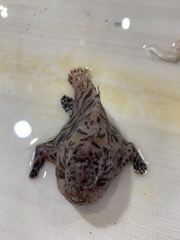 Antennarius striatus