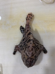 Antennarius striatus