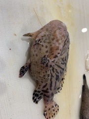 Antennarius striatus