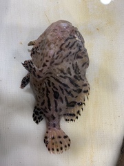 Antennarius striatus