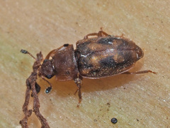 Epuraea distincta