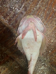 Uranoscopus japonicus