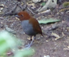 Grallaria rufocinerea