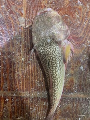 Uranoscopus japonicus