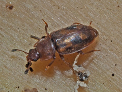 Epuraea distincta