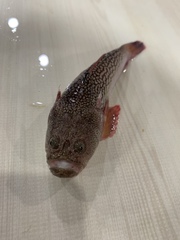 Uranoscopus japonicus