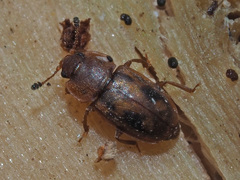 Epuraea distincta
