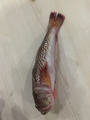 Uranoscopus japonicus