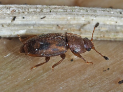 Epuraea distincta