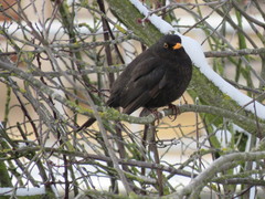Turdus merula