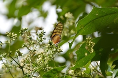 Dircenna kolijkensis