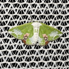 Protuliocnemis partita