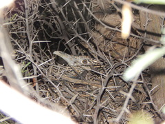 Geococcyx californianus