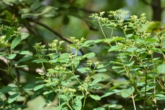 Euphorbia leucocephala