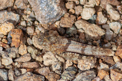 Sphingonotus rubescens