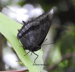 Charaxes setan