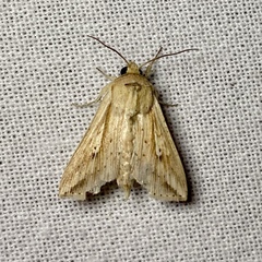 Mythimna decisissima