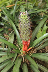Aechmea ornata