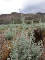 Artemisia mendozana