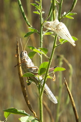 Schistocerca piceifrons