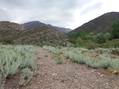 Artemisia mendozana