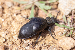 Meloe tuccius