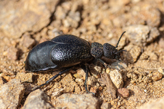 Meloe tuccius