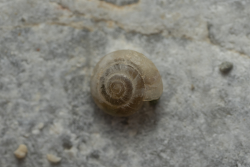Mediterranea hydatina