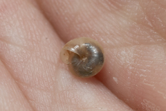 Mediterranea hydatina