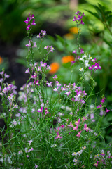 Linaria bipartita