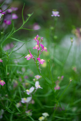 Linaria bipartita