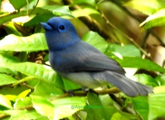 Hypothymis puella blasii