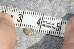 Mediterranea hydatina