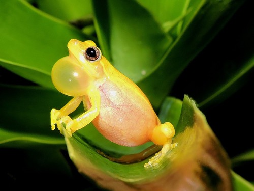 Dwarf Mexican Tree Frog