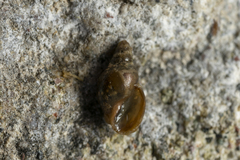 Galba truncatula