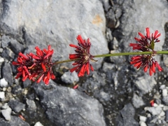Russelia verticillata