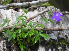 Achimenes cettoana