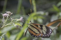 Hypothyris ninonia daeta