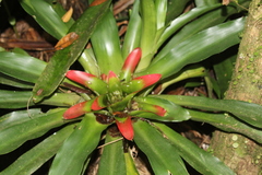 Nidularium innocentii